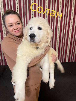 Щенок золотистого ретривера