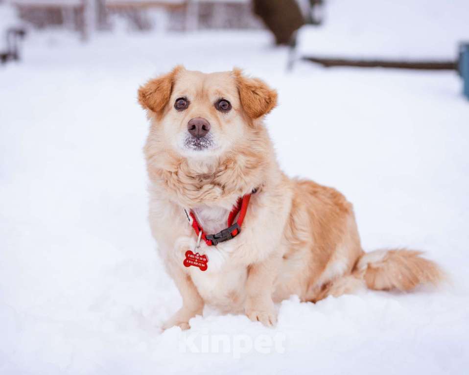Собаки в Москве: Маленький пёсик ищет дом Мальчик, Бесплатно - фото 5