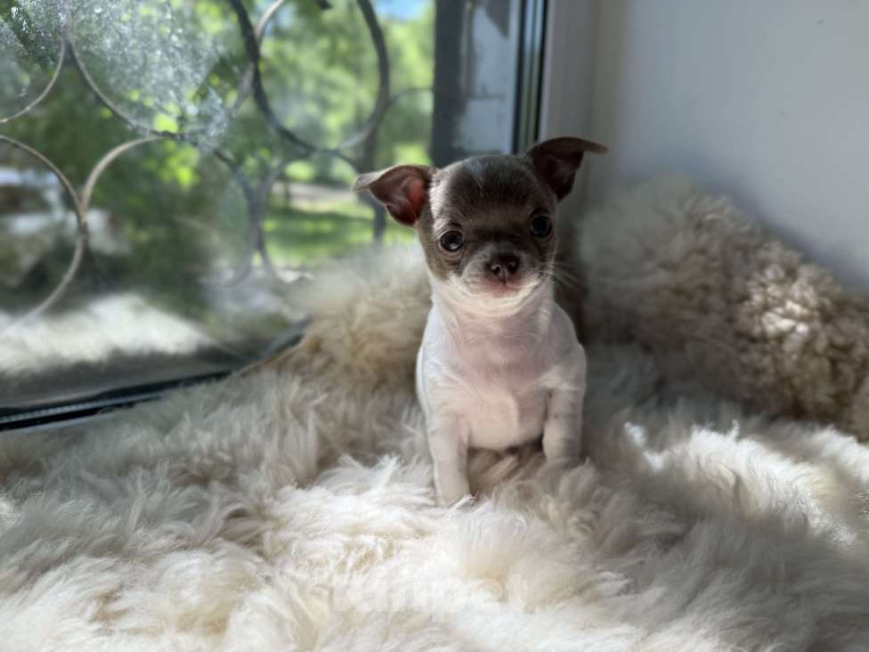 Собаки в Самаре: Луна Девочка, 30 000 руб. - фото 6