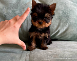 Собаки в Иркутске: Щенки йорки супер мини в Иркутске Мальчик, 75 000 руб. - фото 2