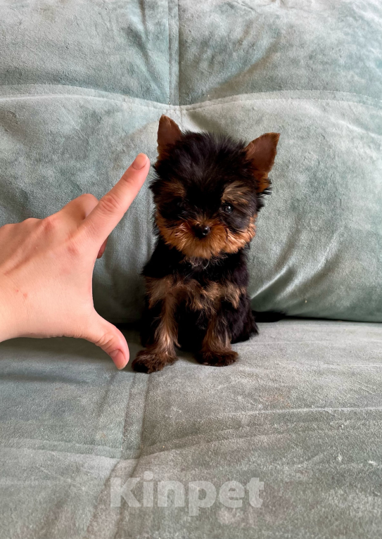 Собаки в Иркутске: Щенки йорки супер мини в Иркутске Мальчик, 75 000 руб. - фото 2