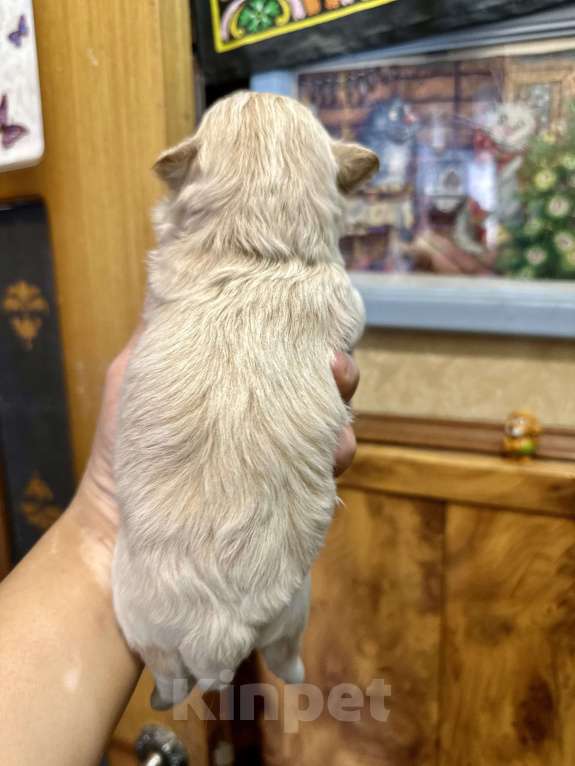 Собаки в Ростове-на-Дону: Мальтипу девочки Девочка, 70 000 руб. - фото 9