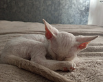 Кошки в Краснодаре: Котенок Девон рекс Мальчик, 50 000 руб. - фото 3