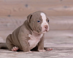 Собаки в Королеве: Американский булли Девочка, 180 000 руб. - фото 7