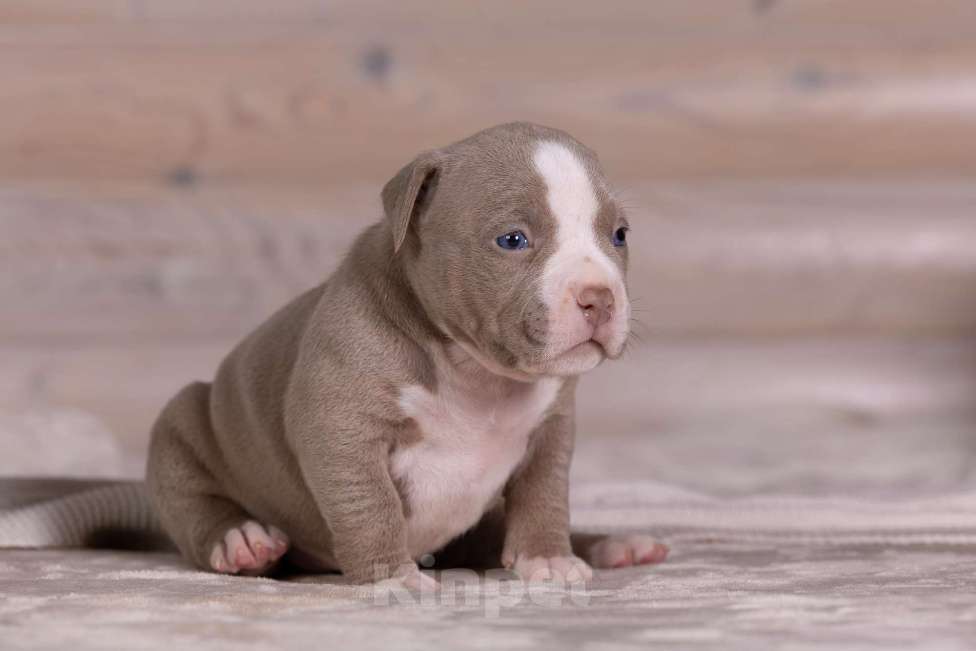 Собаки в Королеве: Американский булли Девочка, 180 000 руб. - фото 7