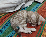 Кошки в Москве: Бенгальский котенок  Мальчик, Бесплатно - фото 2