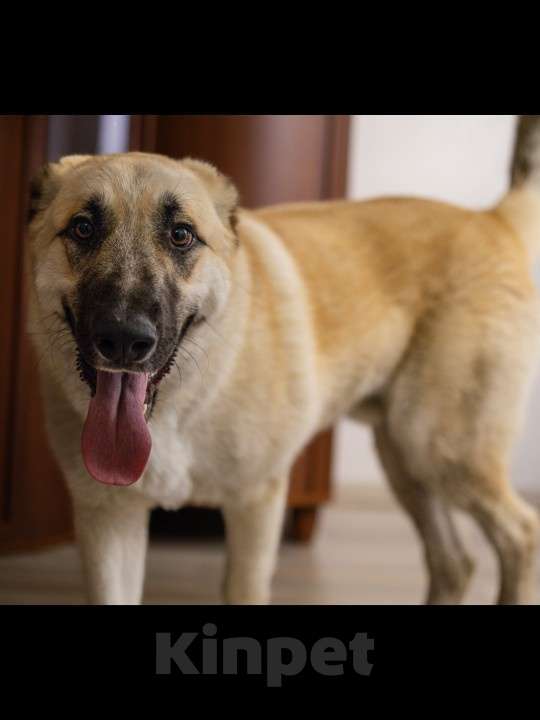 Собаки в Москве: Щенок в добрые руки Мальчик, Бесплатно - фото 4