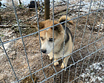 Собаки в Москве: Коржик-хаски-Овчаренок 3в1 Мальчик, Бесплатно - фото 4