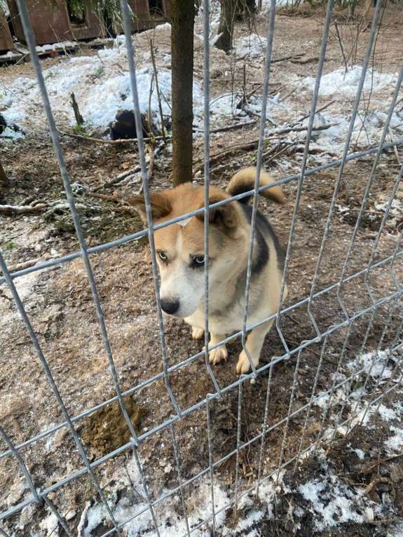 Собаки в Москве: Коржик-хаски-Овчаренок 3в1 Мальчик, Бесплатно - фото 4