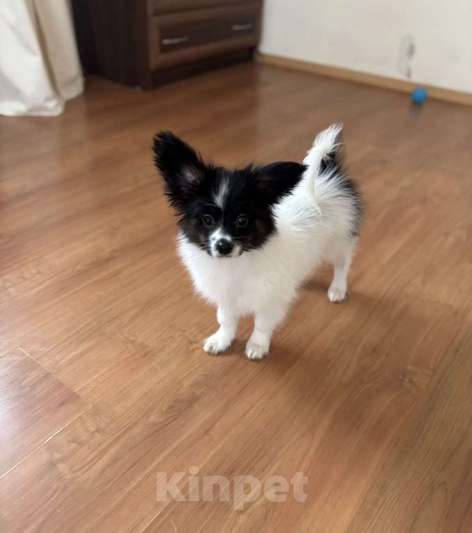 Собаки в Санкт-Петербурге: Яркий мальчик папильона/папийона  Мальчик, 50 000 руб. - фото 3