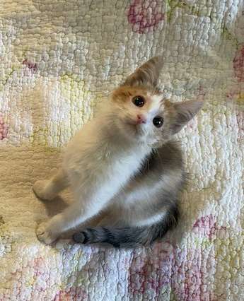 Кошки в Москве: Очаровательный котенок-девочка, 2 месяца Девочка, 1 000 руб. - фото 7