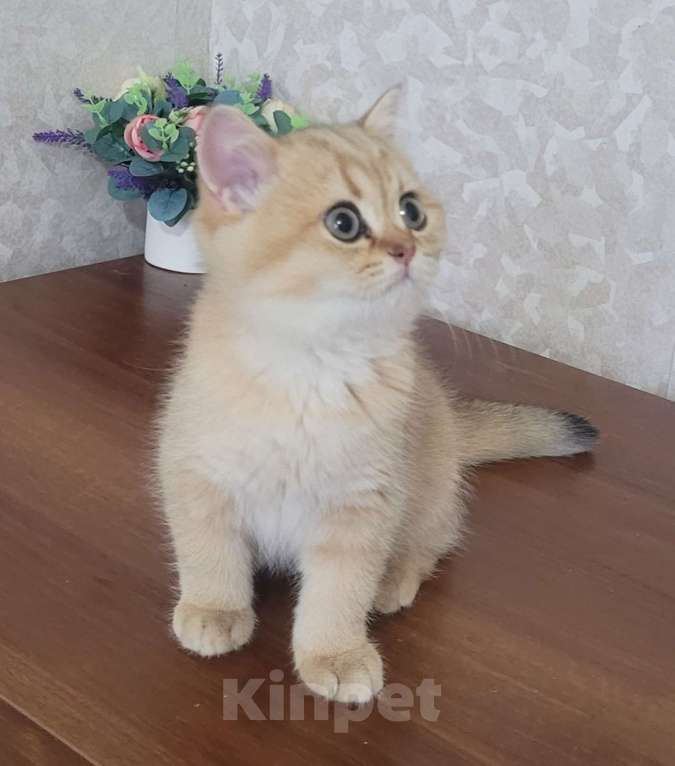 Кошки в Калуге: Котенок в поисках котородителей Мальчик, 40 000 руб. - фото 1