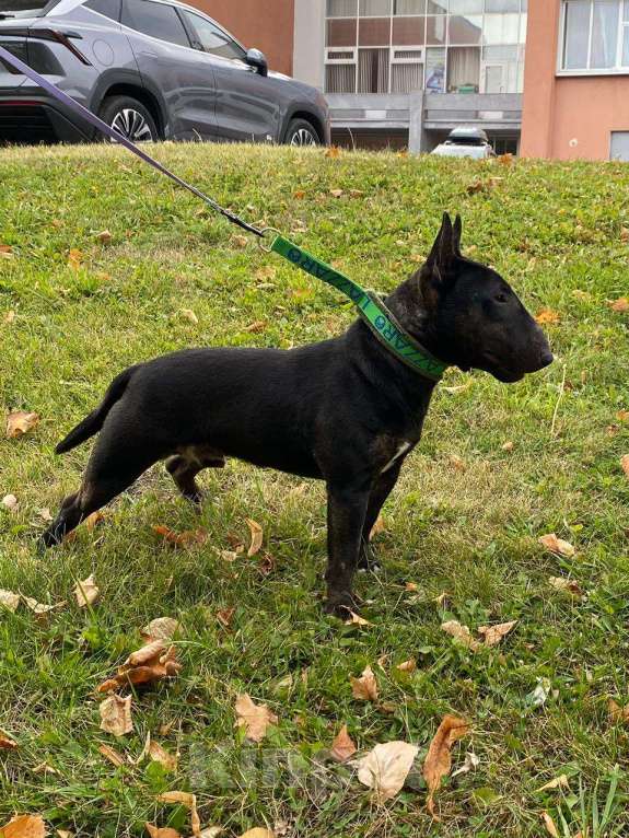 Собаки в Пензе: Продам подрощенного кобеля Мальчик, 50 000 руб. - фото 2