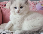 Кошки в Москве: Самый обаятельный котёнок Рэгдолл Мальчик, 95 руб. - фото 6