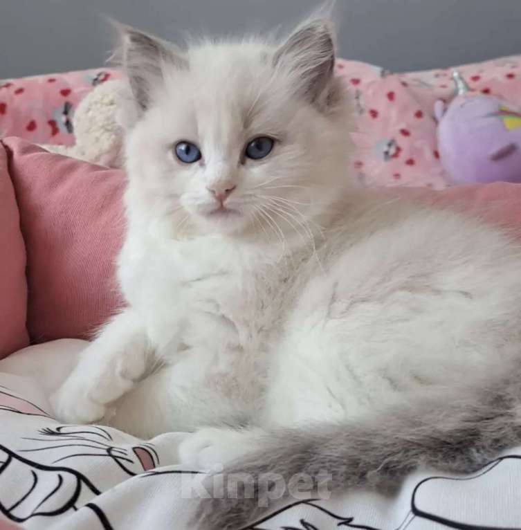 Кошки в Москве: Самый обаятельный котёнок Рэгдолл Мальчик, 95 руб. - фото 6
