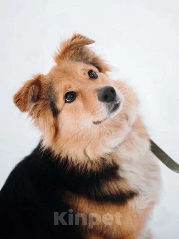 Собаки в Санкт-Петербурге: Пушистая Келли из приюта в добрые руки Девочка, Бесплатно - фото 6