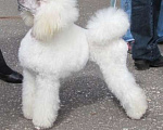 Собаки в Людиново: Малый белый пудель. Щенок. 3 мес.  Девочка, 25 000 руб. - фото 6