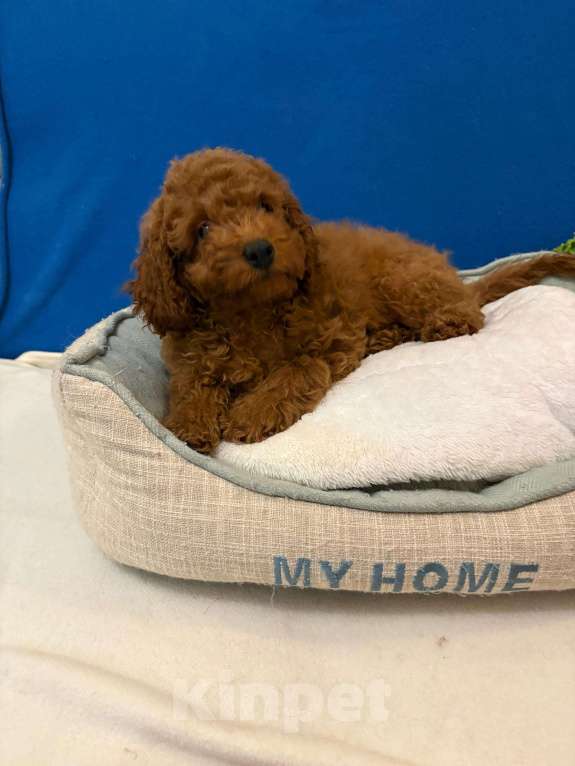 Собаки в Москве: Пудель  Той     Мальчики  Ред   Браун Мальчик, 35 000 руб. - фото 1