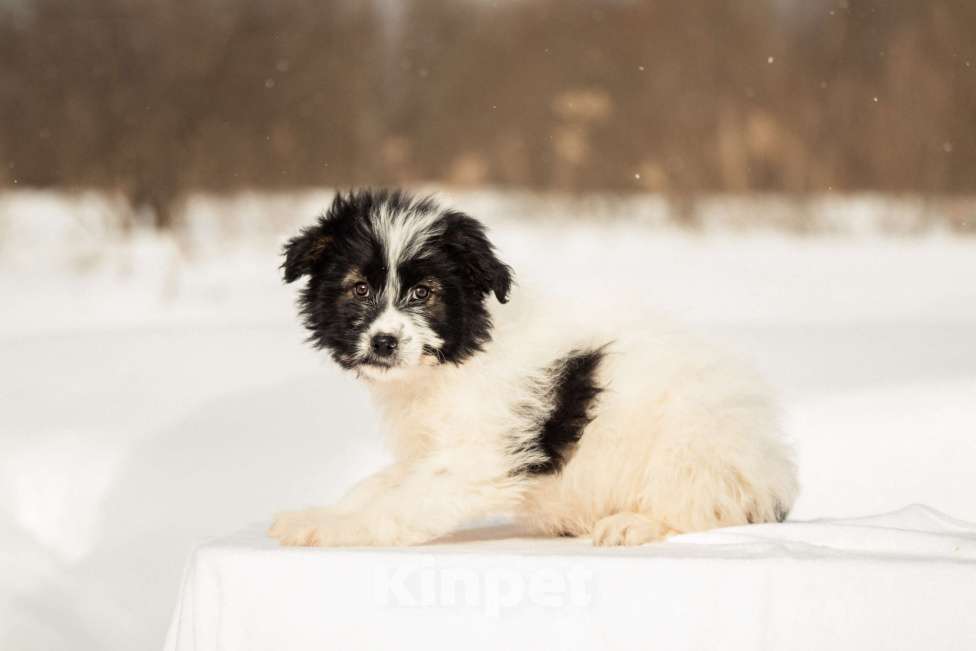 Собаки в других городах Московской области: Щенок в добрые руки Девочка, Бесплатно - фото 8