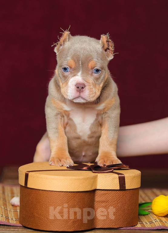 Собаки в Обнинске: Лиловый триколор девочка булли Девочка, 150 000 руб. - фото 2