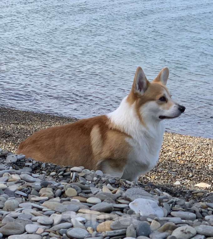 Собаки в Анапе: Племенной кобель вельш корги пемброк Мальчик, Бесплатно - фото 3