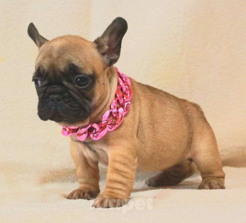 Собаки в Москве: Щенки Французы  Девочка, 130 000 руб. - фото 6