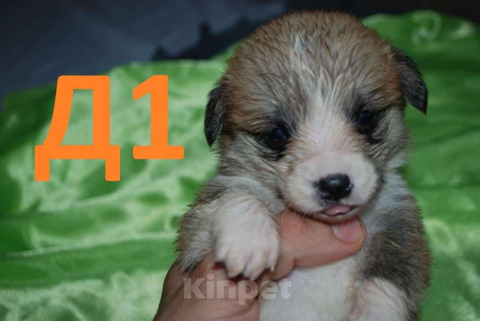 Собаки в Севастополе: Щенки вельш-корги пемброк девочки Девочка, 55 000 руб. - фото 6