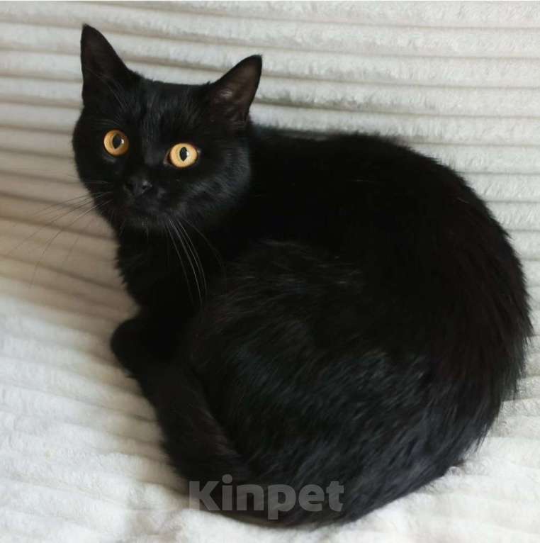 Кошки в Москве: Черный котик живет взаперти в комнате без окон Мальчик, Бесплатно - фото 2