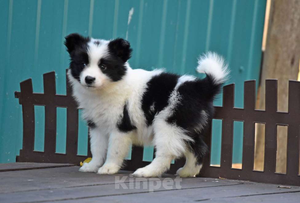 Собаки в Москве: Ненецкая оленегонная лайка, сука Дакота. Девочка, 60 000 руб. - фото 3