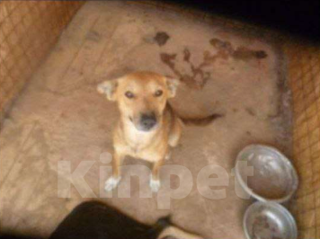 Собаки в Москве: Лана Девочка, Бесплатно - фото 2