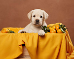 Собаки в Сертолово: Щенки лабрадора из питомника  Мальчик, Бесплатно - фото 7