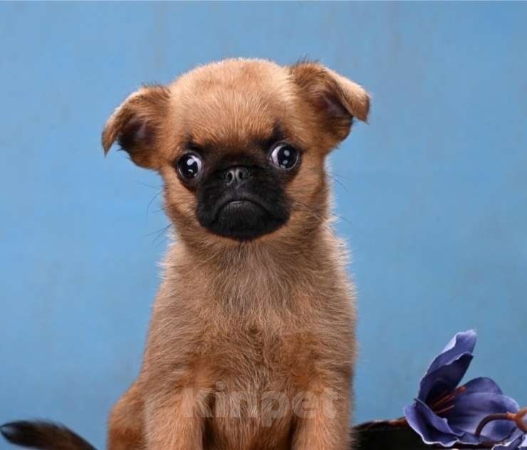 Собаки в Москве: Пти-брабансон миниатюрный мальчик Мальчик, 50 000 руб. - фото 1