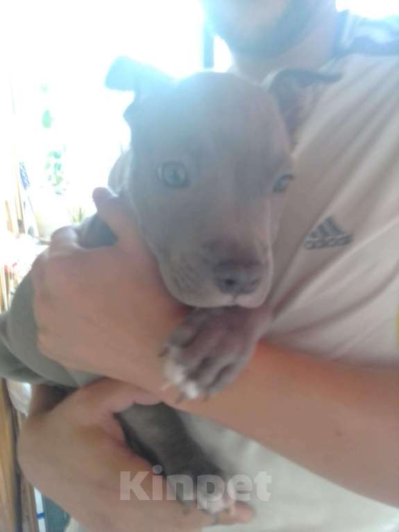 Собаки в Ульяновске:  Бронь на щенков питьбуля, 4помет прививки по возрасту, родители проживают с детьми адекватные. Мальчик, 20 000 руб. - фото 3