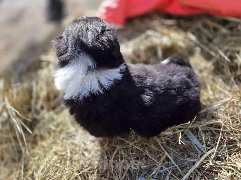 Собаки в других городах Московской области: миниатюрная американская овчарка Мальчик, 80 000 руб. - фото 2