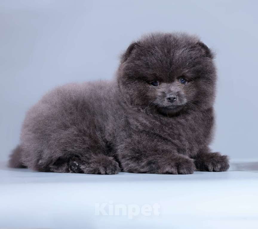 Собаки в Нижнем Новгороде: Голубой медведь Мальчик, 25 000 руб. - фото 2