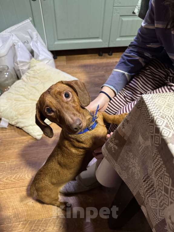 Собаки в других городах Тверской области:  Найдена такса, девочка, окрас рыжий Девочка, Бесплатно - фото 4