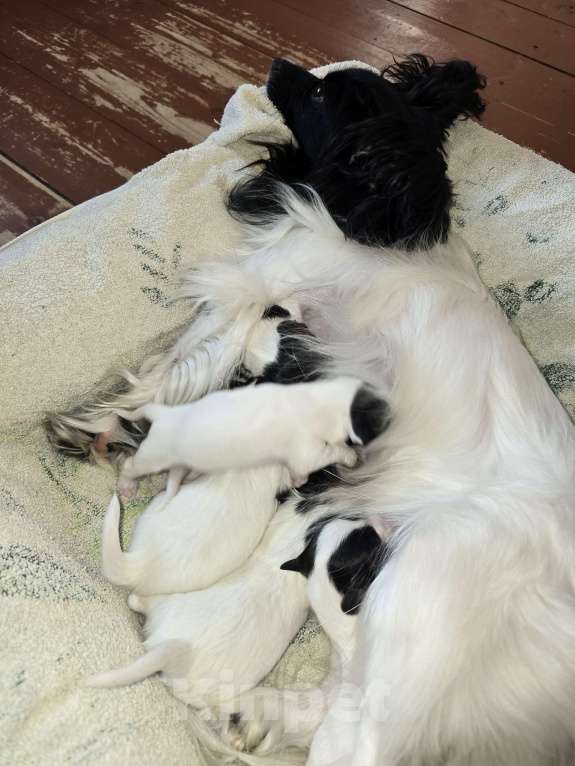 Собаки в других городах Московской области: Щенок Папиллон с родословной  Девочка, Бесплатно - фото 1