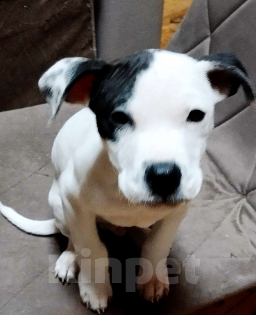 Собаки в других городах Московской области: Нэйтон Мальчик, 20 000 руб. - фото 1