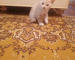 Кошки в Краснодаре: Чудный котёнок добрым людям в добрые руки Мальчик, Бесплатно - фото 1