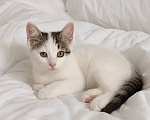 Кошки в Казани: Котенок Девочка, Бесплатно - фото 1