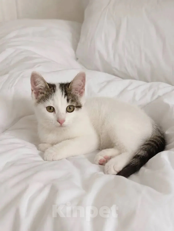 Кошки в Казани: Котенок Девочка, Бесплатно - фото 1