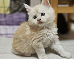 Кошки в Санкт-Петербурге: Котята мэйнкунов Мальчик, 30 000 руб. - фото 3