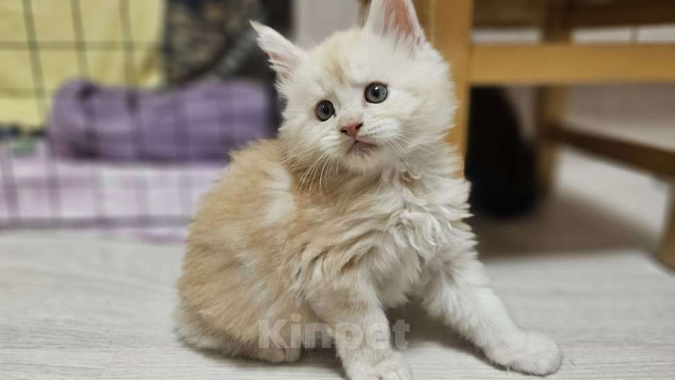 Кошки в Санкт-Петербурге: Котята мэйнкунов Мальчик, 30 000 руб. - фото 3