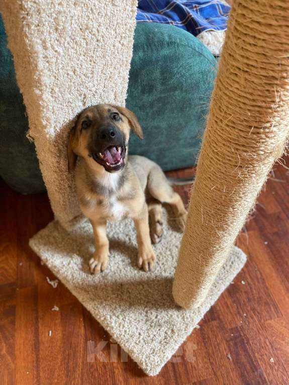 Собаки в Москве: Атос Мальчик, Бесплатно - фото 3