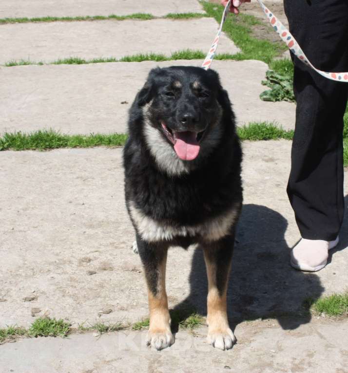 Собаки в Москве: Алиса в поисках любящей семьи Девочка, 100 руб. - фото 4