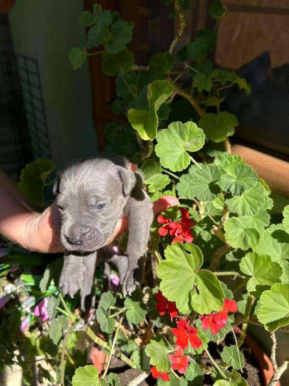 Собаки в Севастополе: Щенки кане корсо Мальчик, Бесплатно - фото 3