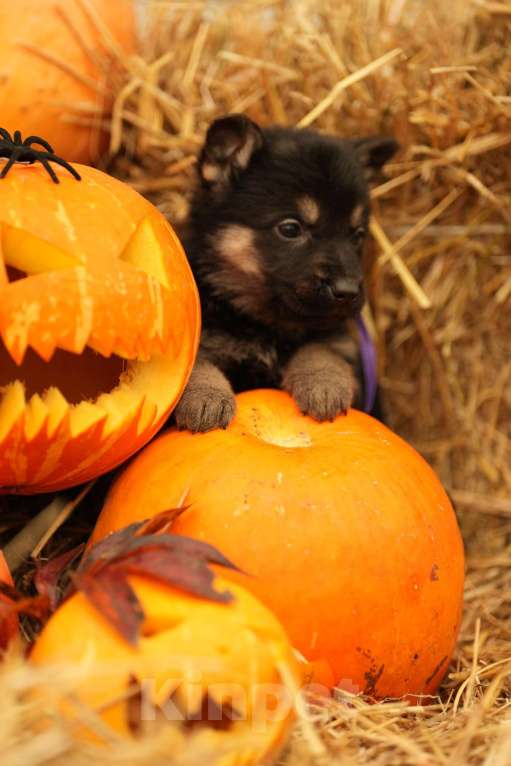 Собаки в других городах Московской области: Лучший Восточник в РФ Мальчик, 65 000 руб. - фото 4