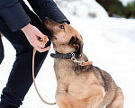 Собаки в Санкт-Петербурге: Семейный пёс небольшого размера Мальчик, Бесплатно - фото 5