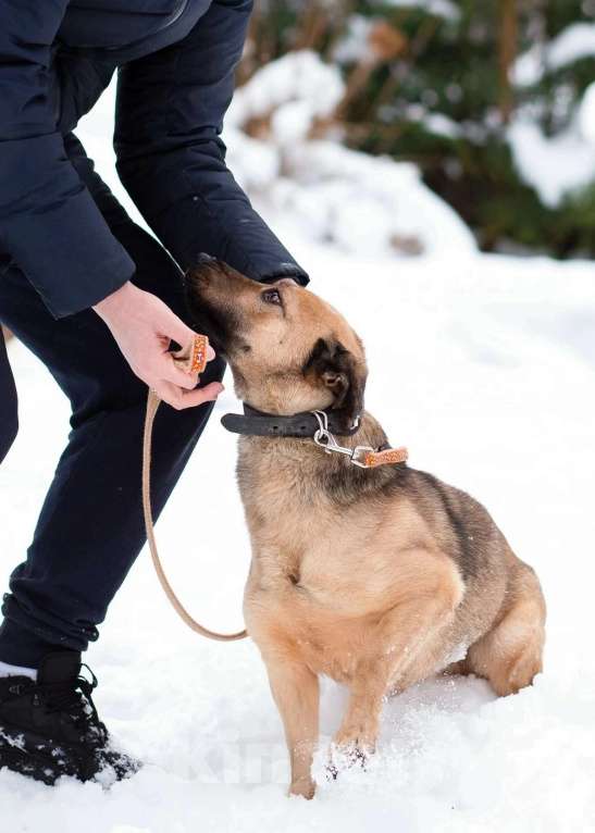 Собаки в Санкт-Петербурге: Семейный пёс небольшого размера Мальчик, Бесплатно - фото 5