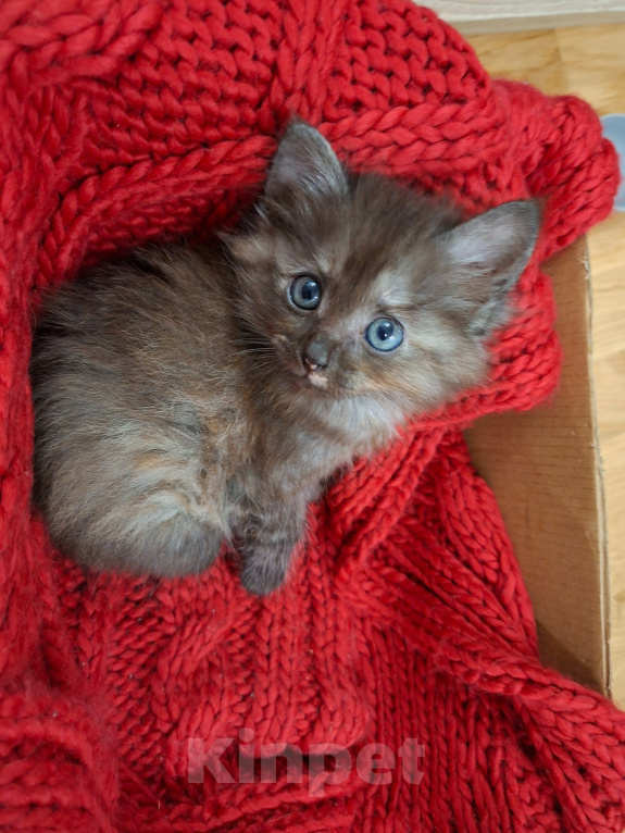 Кошки в Москве: Котенок-девочка 1,5 месяца Девочка, Бесплатно - фото 1
